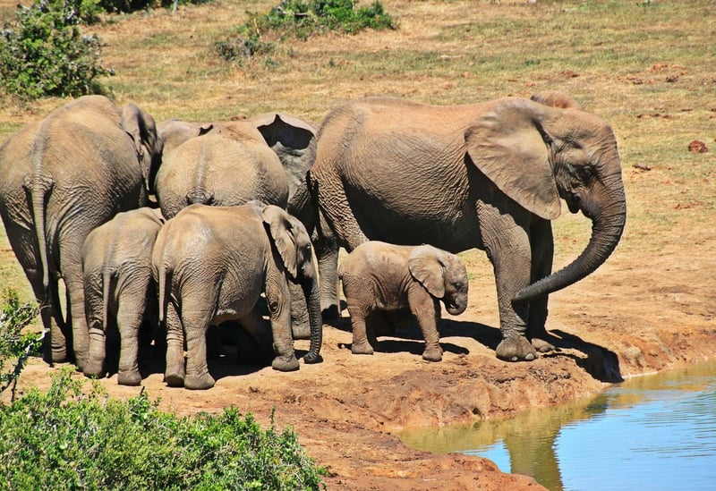 Elephant in the wild