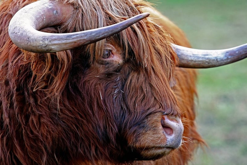 Scottish Highlands